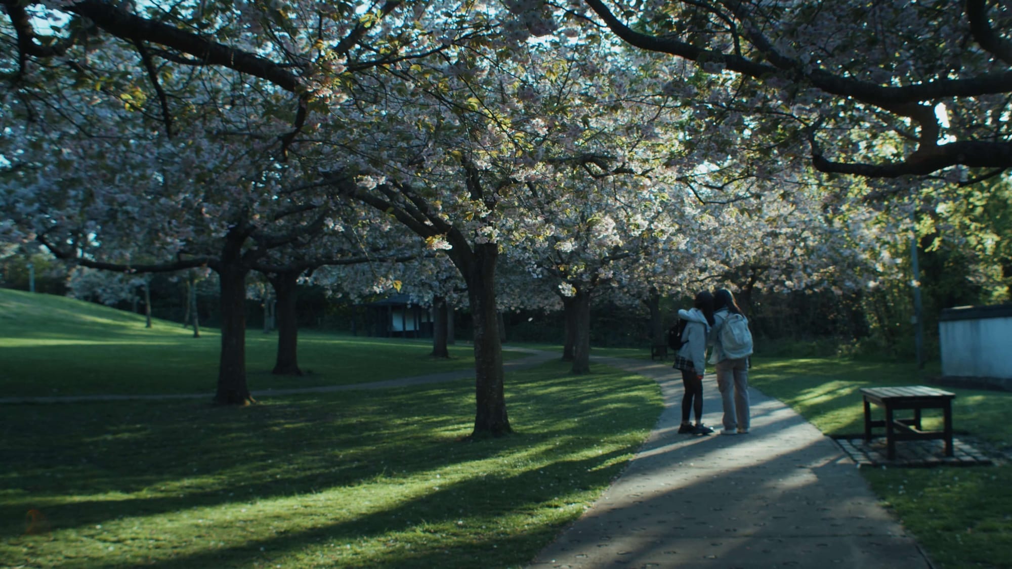 Two people walk under cherry blossoms in the Japanese Garden at Lauriston Castle, Edinburgh